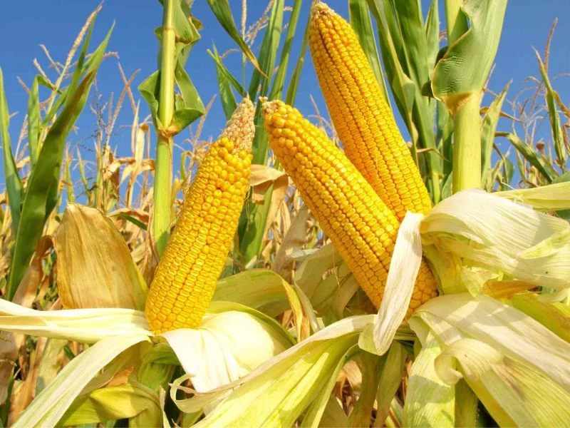 6+ thực phẩm đại kỵ với khoai lang ít ai biết-3.webp