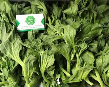 Bật mí nơi bán rau bông tuyết hiếm có khó tìm tại Việt Nam-2.jpg