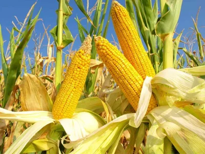 6+ thực phẩm đại kỵ với khoai lang ít ai biết-3.webp