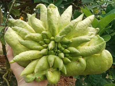 Quả phật thủ ăn được không Đừng ăn nếu chưa biết điều này-1.webp