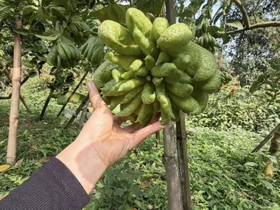 Quả phật thủ ăn được không Đừng ăn nếu chưa biết điều này-3.webp