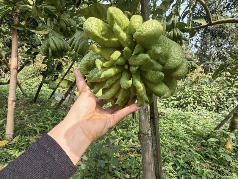 Quả phật thủ ăn được không Đừng ăn nếu chưa biết điều này-3.webp