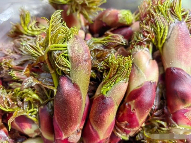 Tại sao nhiều người đổ xô mua rau mầm gai Đọc ngay-1.webp