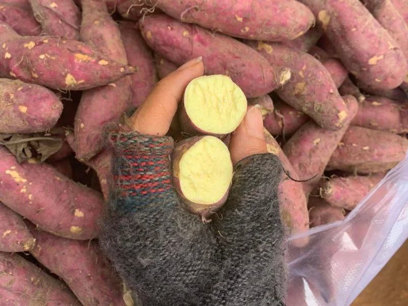 Tổng hợp các loại khoai ngon rẻ dễ mua nhất-1.webp