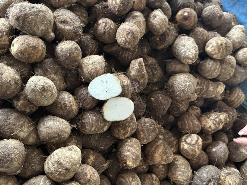 Tổng hợp các loại khoai ngon rẻ dễ mua nhất-3.webp