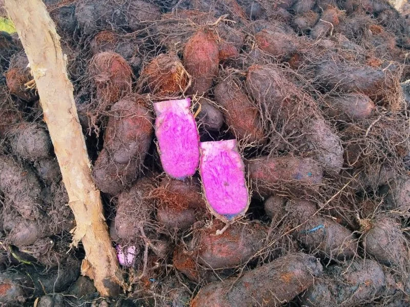 Tổng hợp các loại khoai ngon rẻ dễ mua nhất-5.webp